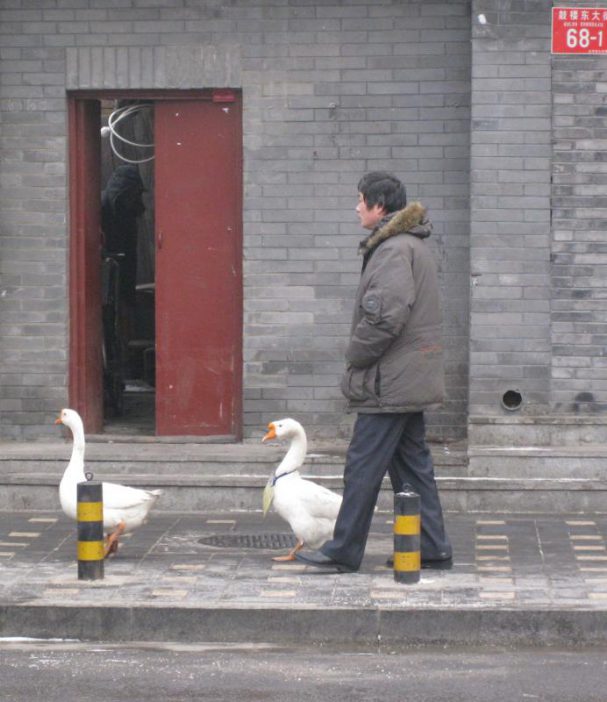 expo-2011-scenes-pekin